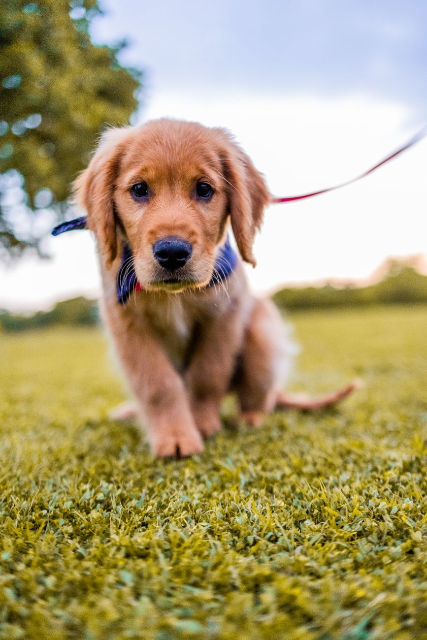 golden retriever puppy on green grass field